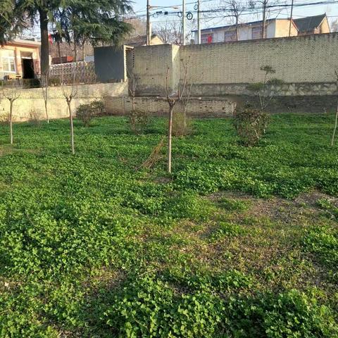 爱绿护绿，留住春天——桥南镇花园小学3·12植树节活动纪实