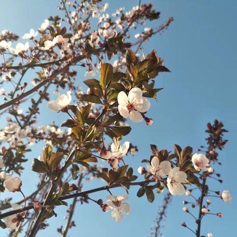 阳春三月花枝俏，正是新秀奋起时——桥南镇花园小学新教师亮相课活动简报