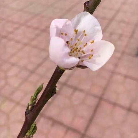 石婆固镇社区幼儿园李倩家访记录