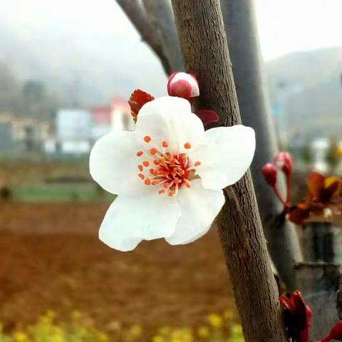 陌上花开醉少年