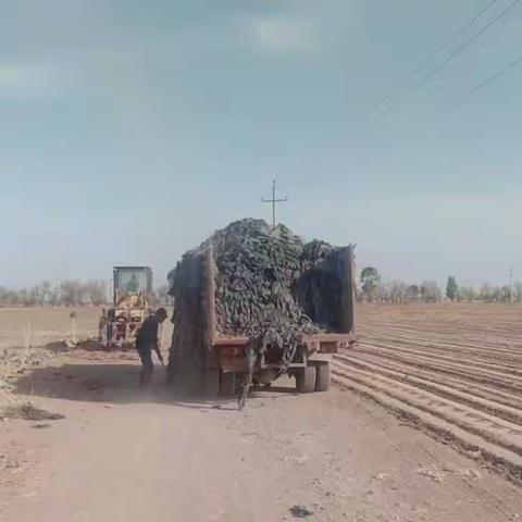 【昌宁镇中胜村】清除废旧农膜共建绿色家园