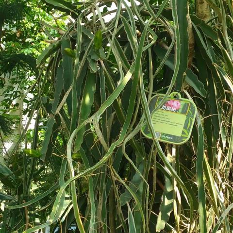 四季馆火龙果开花结果