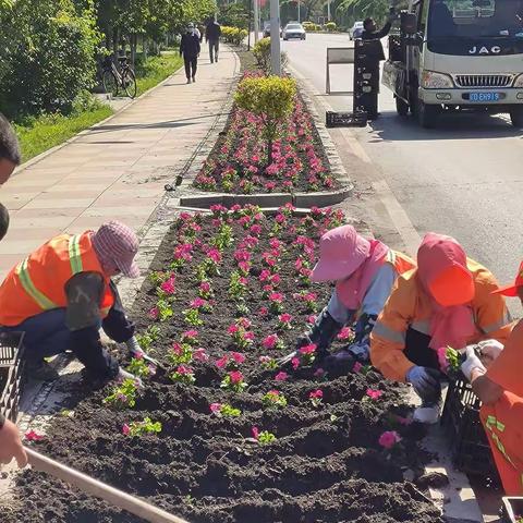 交通中心对202线城区种植花卉，创建文明城市