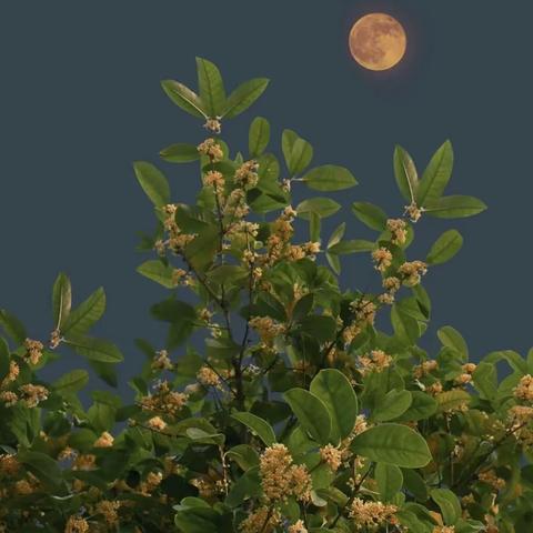 月是故乡明  花是故乡浓
