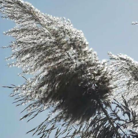 日月湖畔芦花醉