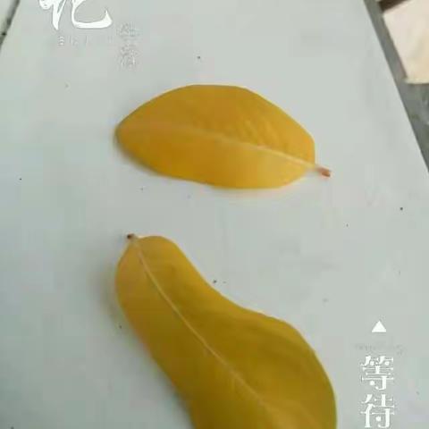 记沙地中心小学六（4）班“树叶拼画”活动