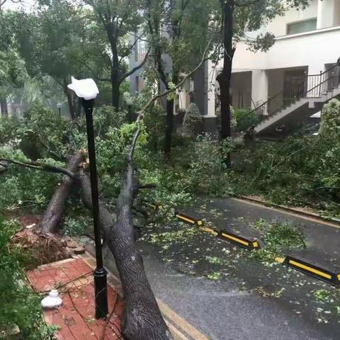 台风后的圣莫里斯花园