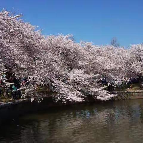 华盛顿的樱花（作者：晓进）