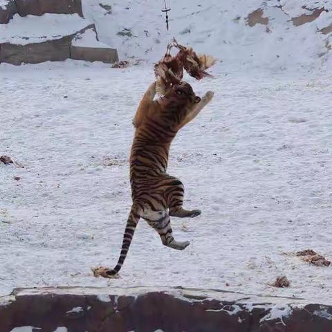 饿虎扑鸡？它们在闹着玩呢！