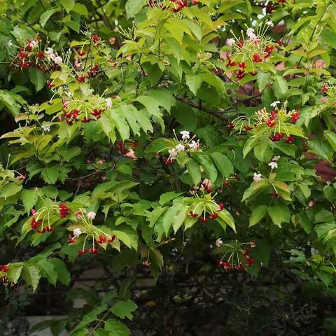 百般红紫斗芳菲