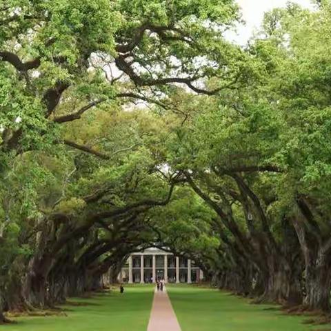 印象新奥尔良——郊野