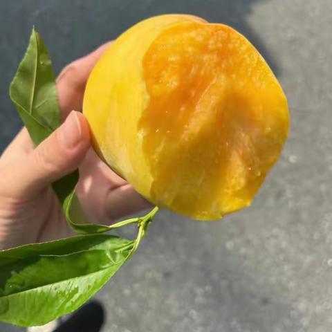 黄桃🍑熟啦熟啦！