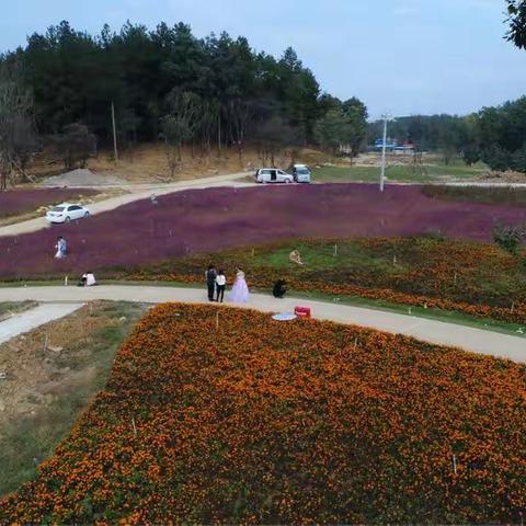秋花，开在金海湖畔