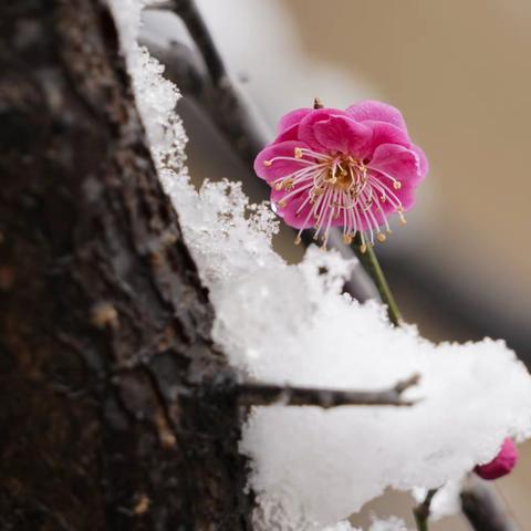 傲雪红梅