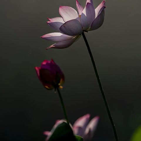 2020 6月悄然绽放  荷花池边品秀色。盛夏，正是荷花情浓时节，用心去感受，用相机记录这美丽多姿，梦幻般的美景。