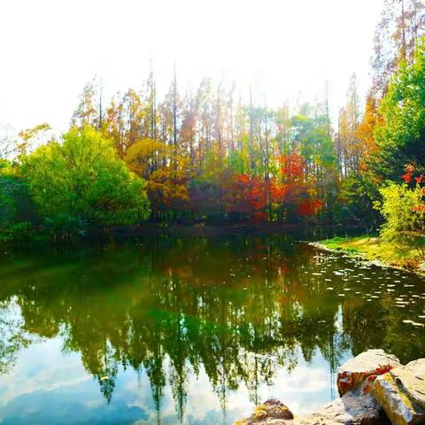 共青森林公园深秋探景