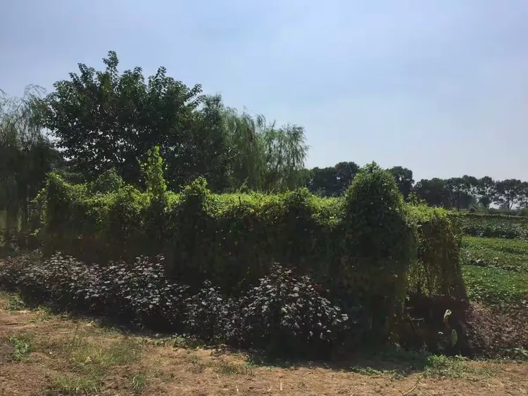 湘潭龙凤庄园,环境优美,采摘无花果和葡萄,乐趣多多