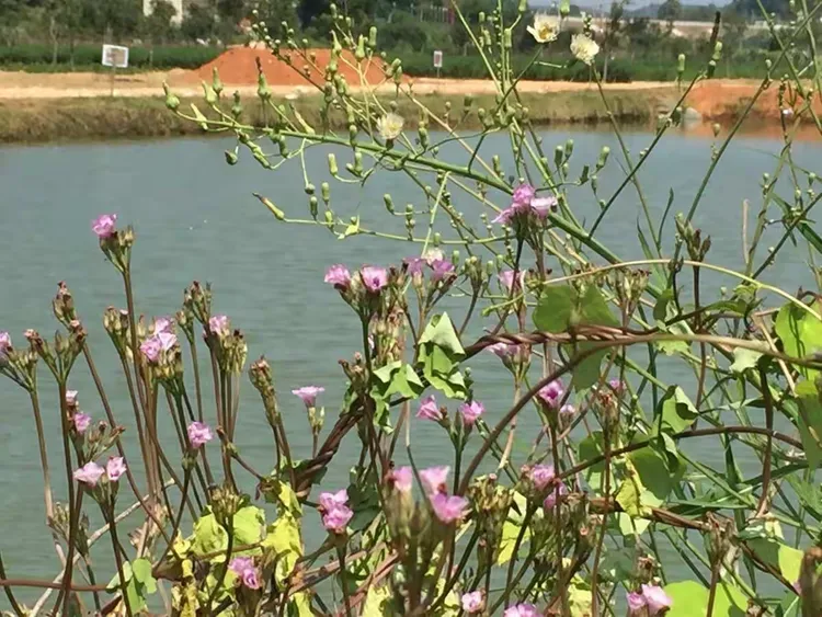 湘潭龙凤庄园,环境优美,采摘无花果和葡萄,乐趣多多