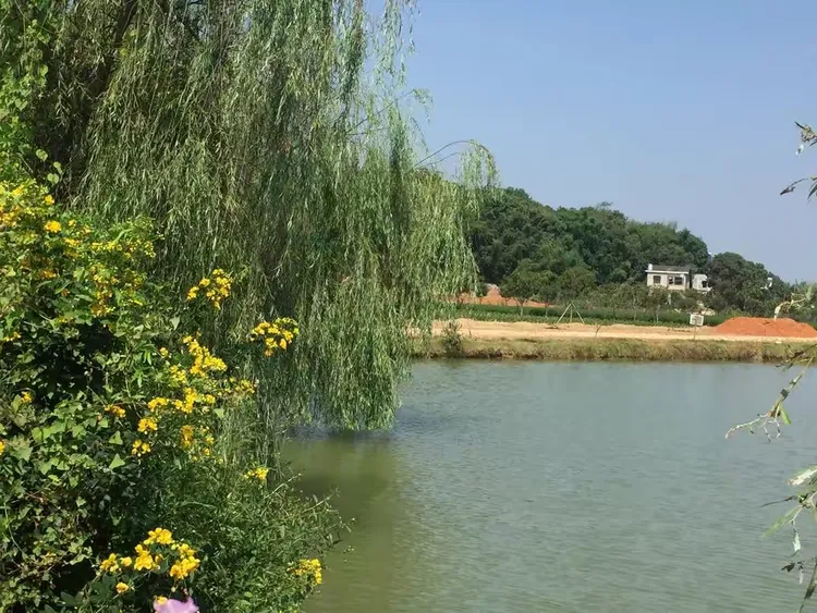 湘潭龙凤庄园,环境优美,采摘无花果和葡萄,乐趣多多