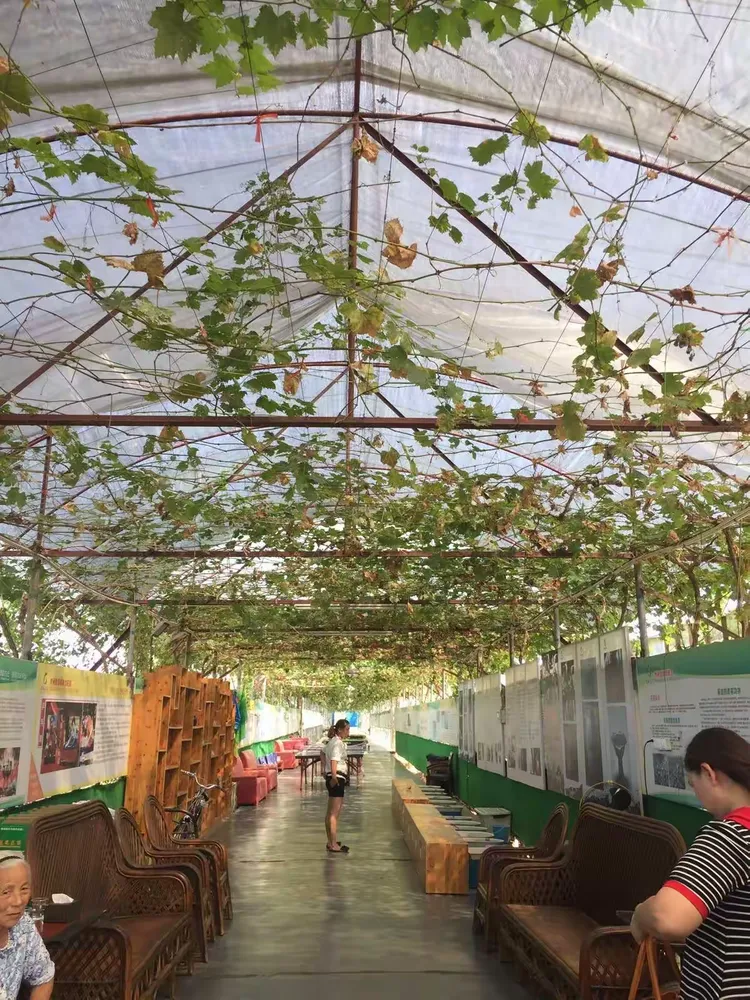 湘潭龙凤庄园,环境优美,采摘无花果和葡萄,乐趣多多
