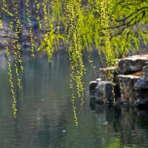 我为校园增添一抹绿～珥小三（3）班小花我来种