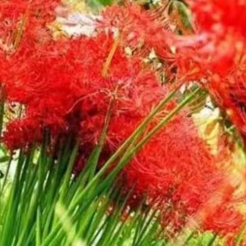 《鹧鸪天三首》作者/如是人老百姓