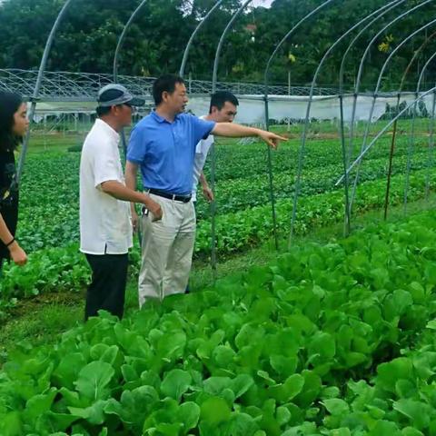 市稳价办副主任带队深入开展南圣镇“菜篮子”基地建设及保供稳价工作