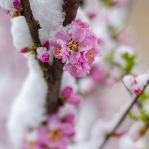 一场雪花情，一季梅花香。