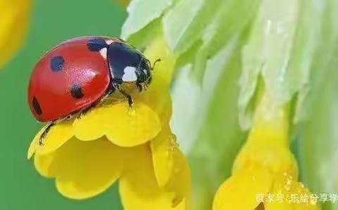 七星瓢虫🐞