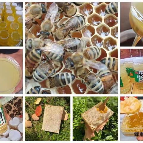 灵台县密须蜂乐园—洋槐蜜、枣花蜜