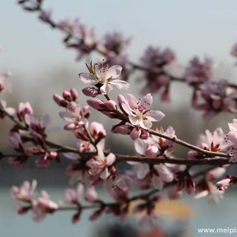 春风里的山桃花