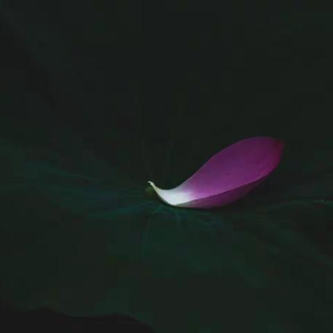 夏荷之韵-荷叶上跳动的韵律