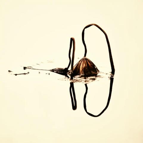 风骨神韵，残荷之美