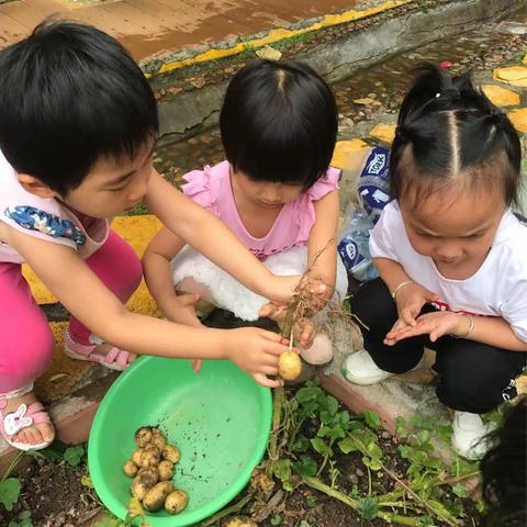 美味的土豆泥