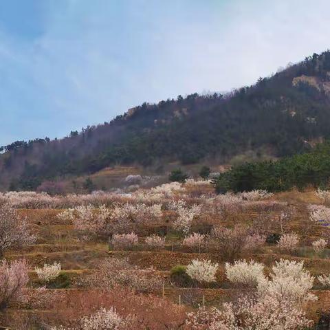 樱桃花盛开