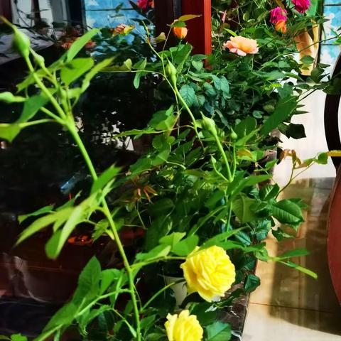 长得这么花枝乱颤，妖娆多姿的，懒得修剪，顺其自然多好