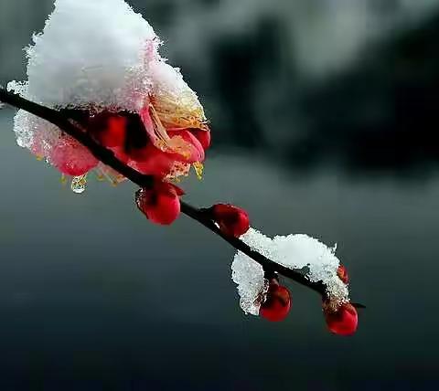 雪片做春花   不嫌春色晩