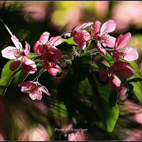 又是一年海棠花开