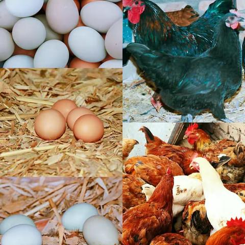 东方乡土生态园