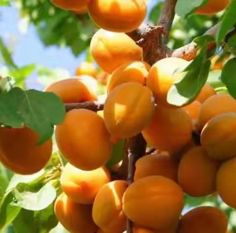 涉县辽城采摘园采摘“杏”高“采”烈