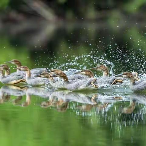 良禽择木而栖  生态环境的标尺——中华秋沙鸭