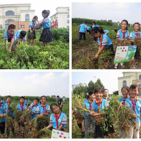 高密市第二实验小学教育集团苓芝校区：劳动教育成就特色成长