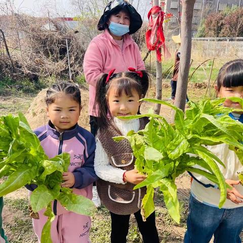 品春天之美，享采摘之乐——小豆豆幼儿园大四班