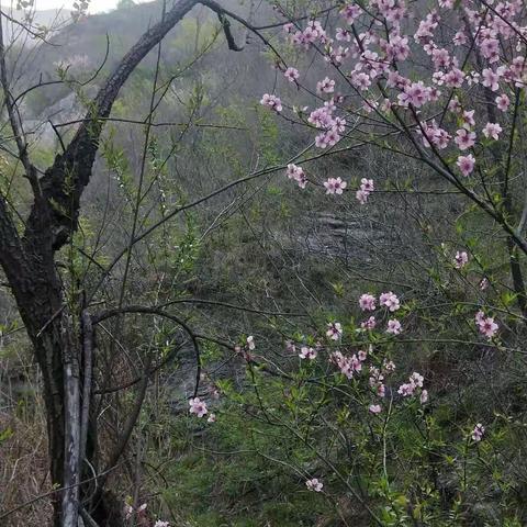 2020.04.04日北山大木厂登山游玩