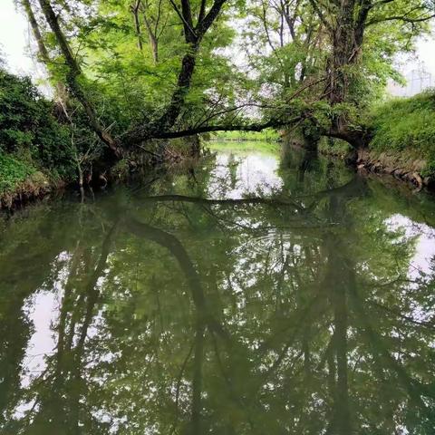 郑宅镇：建好生态廊道 装扮多彩郑宅