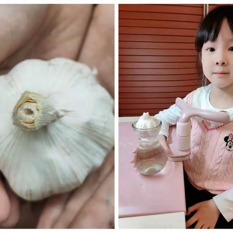 水培大蒜养成记