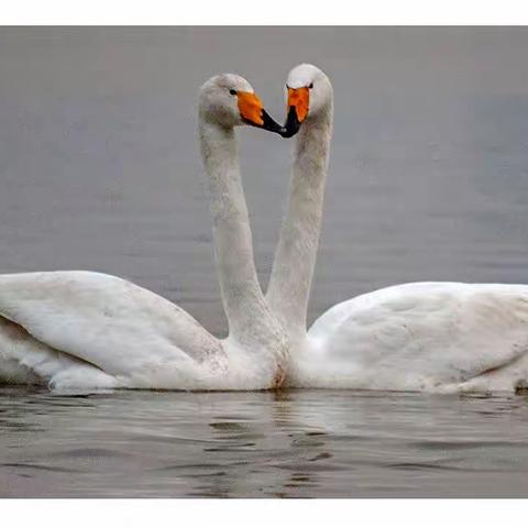 天鹅湖的那些事（一）