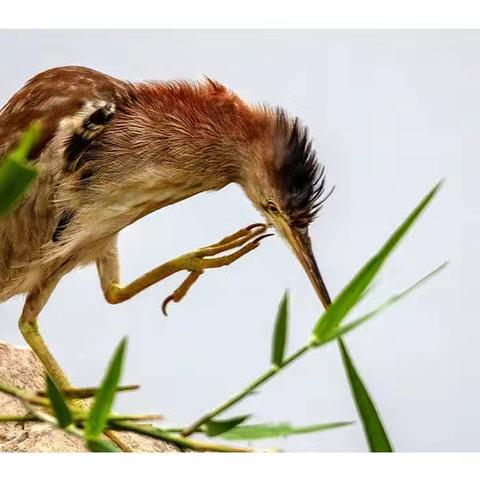 栗苇鳽----（学名：Ixobrychus cinnamomeus）（二）