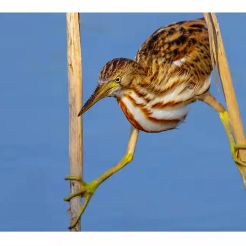 小苇鹚----（学名：ixobrychus minutus）（一）