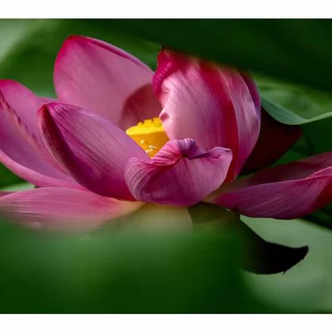 盛夏荷飘香（六）